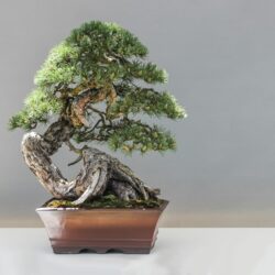 Bonsai